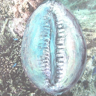 %e8%b2%9d%e3%81%ae%e4%b8%ad%e3%81%ab